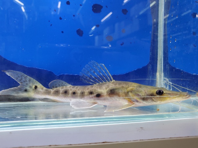 エイティーンスポットシャベルノーズキャット　コロンビア　1　2025年10月入荷！