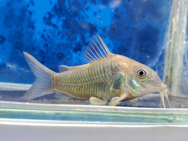 コリドラス　アエネウス　パラナプア　2025年11月入荷！