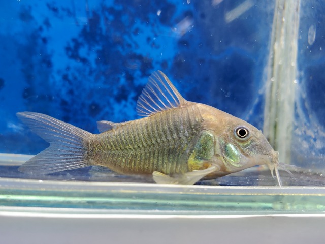 コリドラス　アエネウス