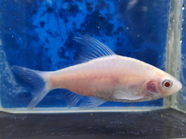 アルビノドーキンシア