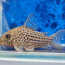 コリドラス　アラグアイエンシス　特価！　2025年11月入荷！