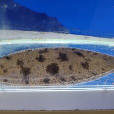 東南アジア淡水カレイ　2025年9月入荷！