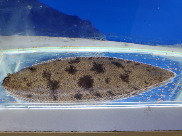 東南アジア淡水カレイ　2025年9月入荷！