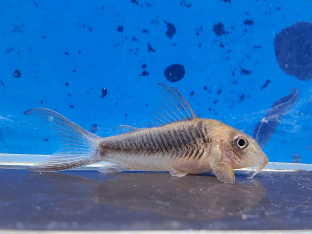 コリドラス　トレイトリー