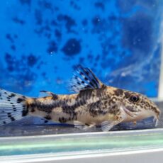 スクレロミスタックス　クロネイ　ブリード　2025年11月入荷！