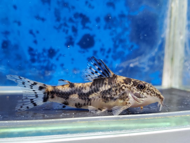 スクレロミスタックス　クロネイ　ブリード　2025年11月入荷！