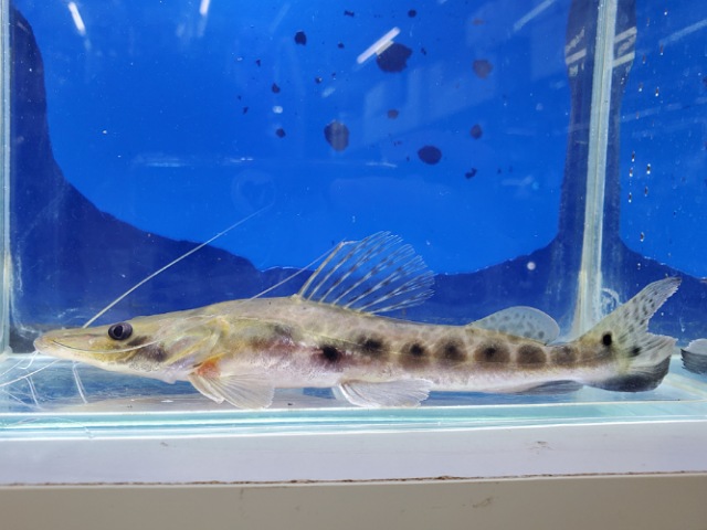 エイティーンスポットシャベルノーズキャット