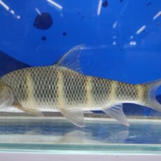 中国クラウンバルブ　2025年11月入荷！