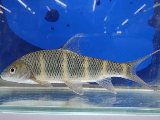 中国クラウンバルブ　2025年11月入荷！