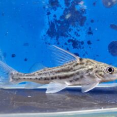 ピメロディアsp.　2025年11月入荷！