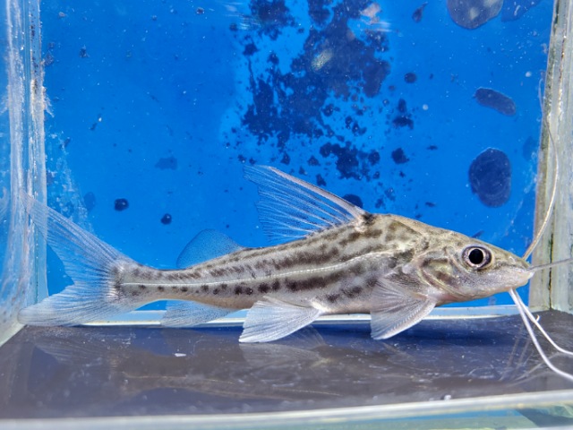 ピメロディアsp.　2025年11月入荷！