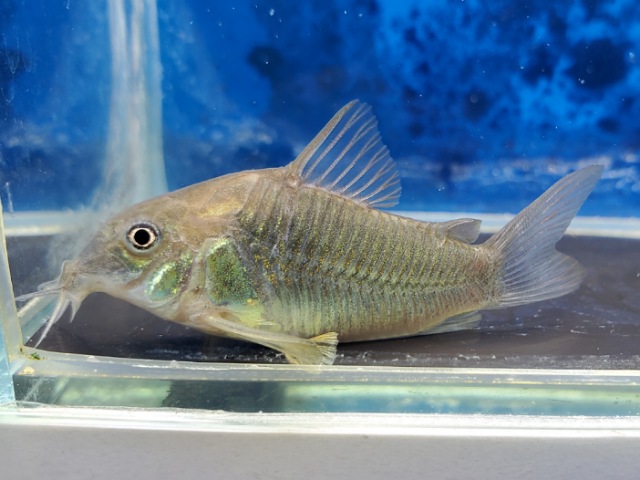 コリドラス　アエネウス