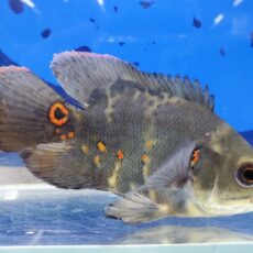 ワイルドオスカー　イガラッペアスー　2025年5月入荷！