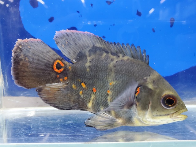 ワイルドオスカー　イガラッペアスー　2025年5月入荷！