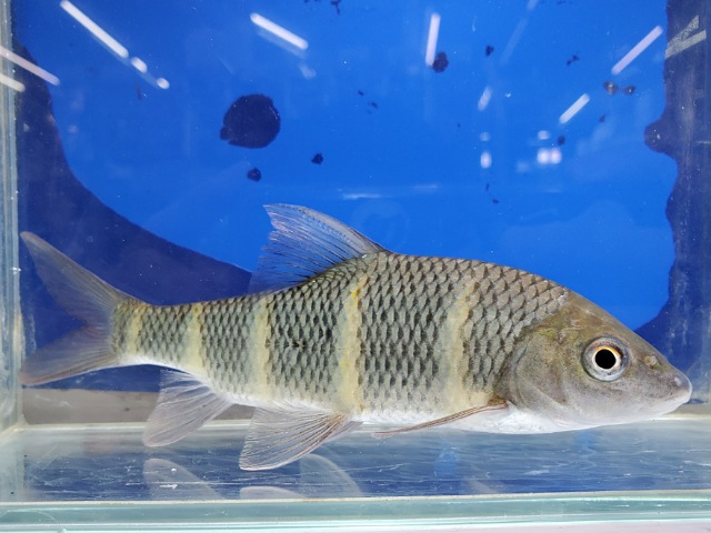 中国クラウンバルブ