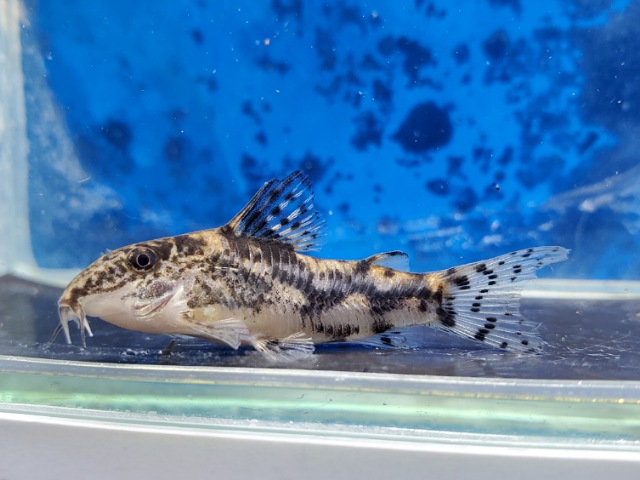 スクレロミスタックス　クロネイ