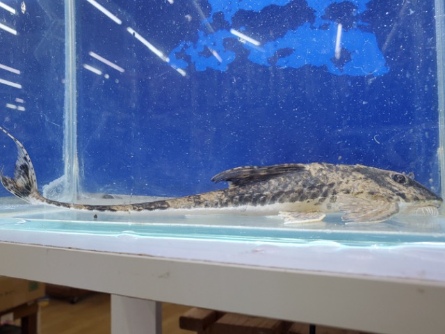 スパトゥロリカリアsp.