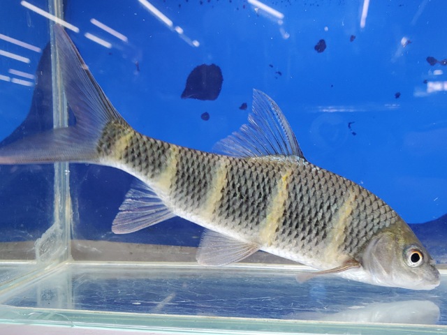 中国クラウンバルブ