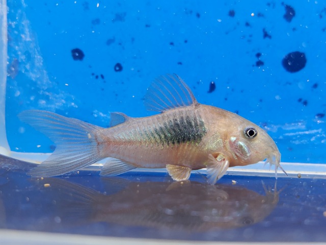 コリドラス　フォールスエクエス