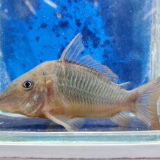 ロングノーズブロキス　2025年11月入荷！