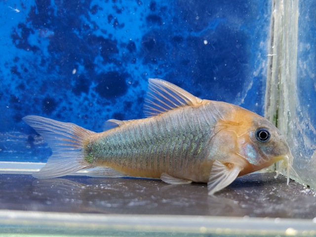 コリドラス　スーパーエクエス