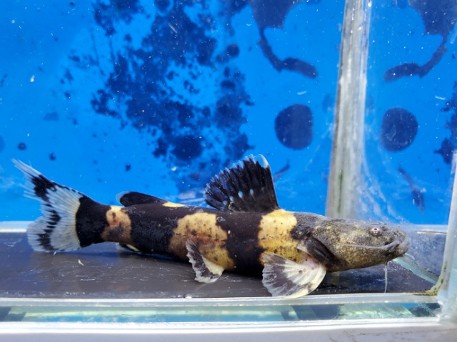 ジャウーぺドラ