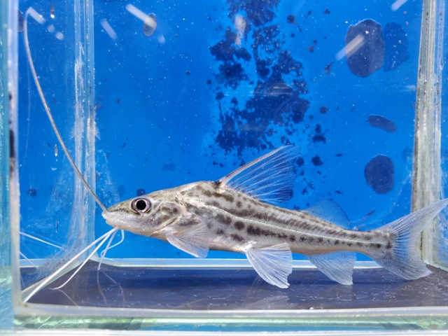 ピメロディアsp.