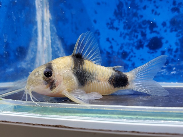 コリドラス　ワイツマニー