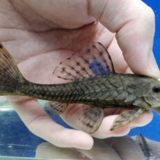 アーマードプレコ　ペルー　2025年11月入荷！