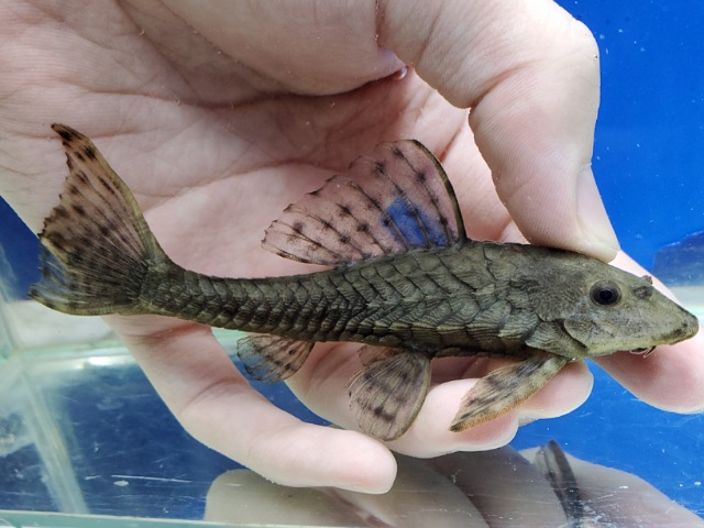 アーマードプレコ　ペルー　2025年11月入荷！