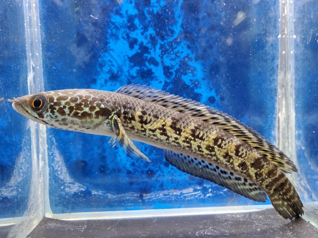 バイオレットスネークヘッド