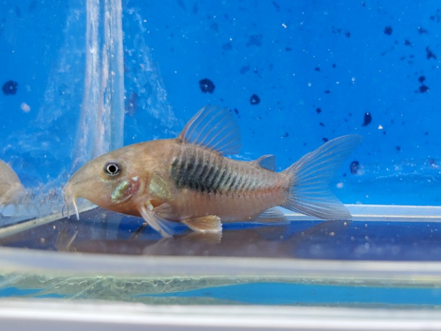 コリドラス　フォールスエクエス　EUブリード　2025年11月入荷！