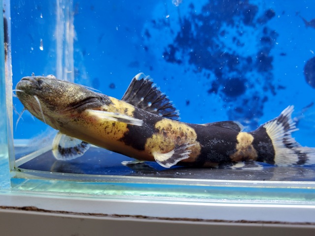 ジャウーぺドラ