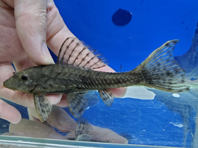 アーマードプレコ