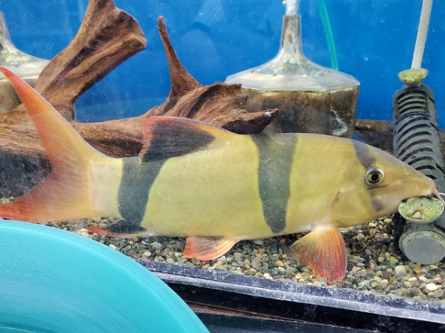 クラウンローチ