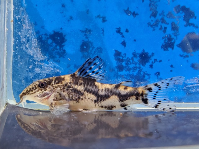 スクレロミスタックス　クロネイ