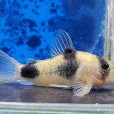 コリドラス　ワイツマニー　2025年11月入荷！