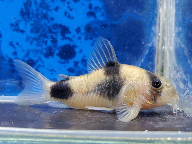 コリドラス　ワイツマニー　2025年11月入荷！