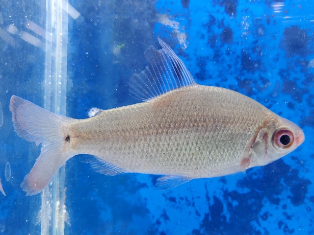 ディスティコダス　ノボリ