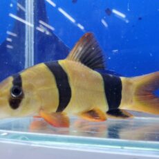 クラウンローチ　大きめ　2025年入荷！