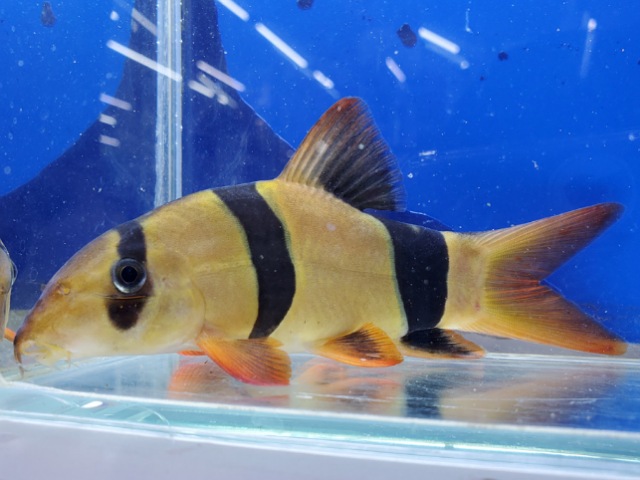 クラウンローチ　大きめ　2025年入荷！