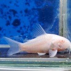 コリドラス　アルビノパンダ　2025年11月入荷！