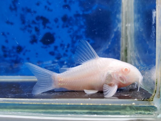 コリドラス　アルビノパンダ　2025年11月入荷！
