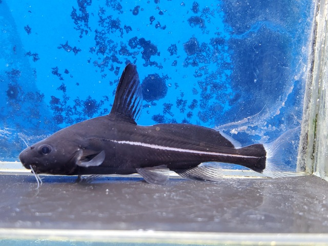 ブラックランサー