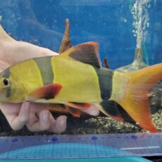 クラウンローチ　1　特大サイズ！　2025年9月入荷！