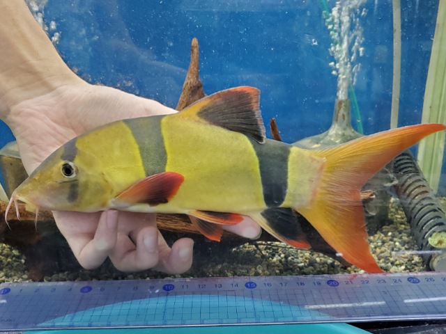 クラウンローチ　1　特大サイズ！　2025年9月入荷！