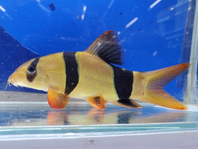 クラウンローチ