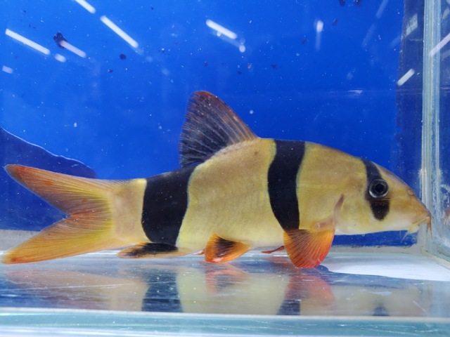 クラウンローチ