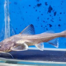 スタージョンシーキャット　2025年11月入荷！