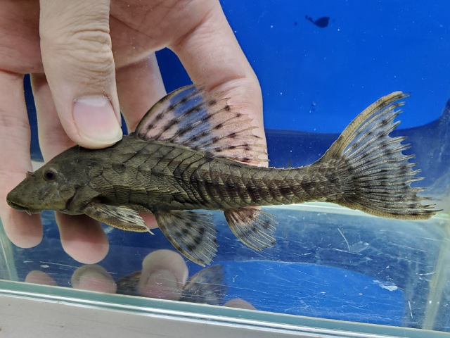 オレンジフィンブラックアーマードプレコ